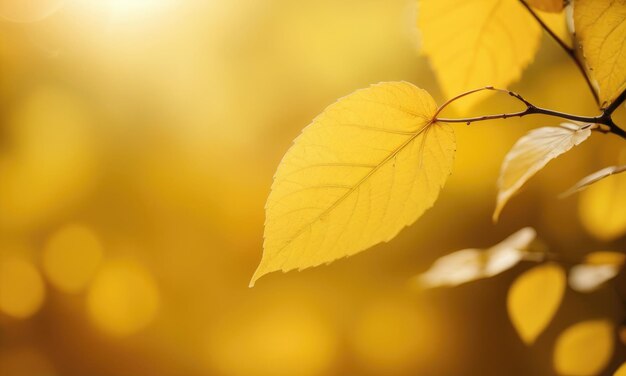 a yellow background adorned with graceful lines