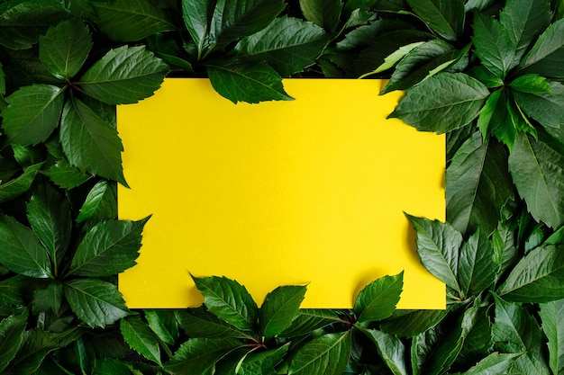 Yellow background with green foliage