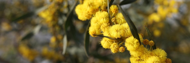 フィールドのミモザの花の黄色のボール美しい黄色の花のコンセプト