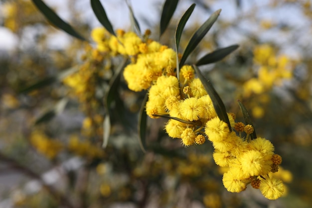 フィールドのミモザの花の黄色いボール