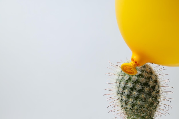 Yellow balloon and cactus on white background space for text