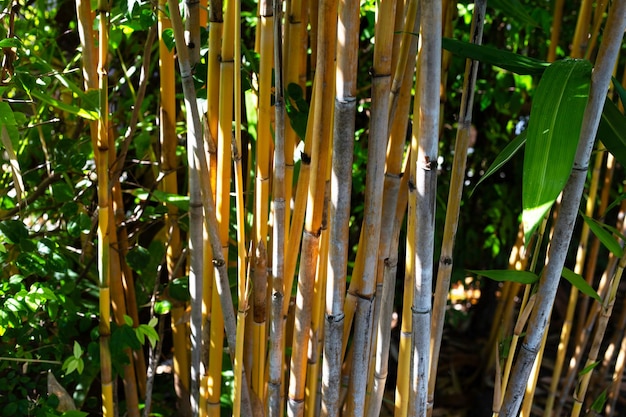 Pianta di bambù gialla nel giardino