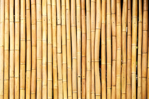 Yellow bamboo stalks in a row the background