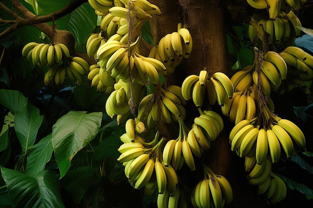 Yellow Bananas On The Tree