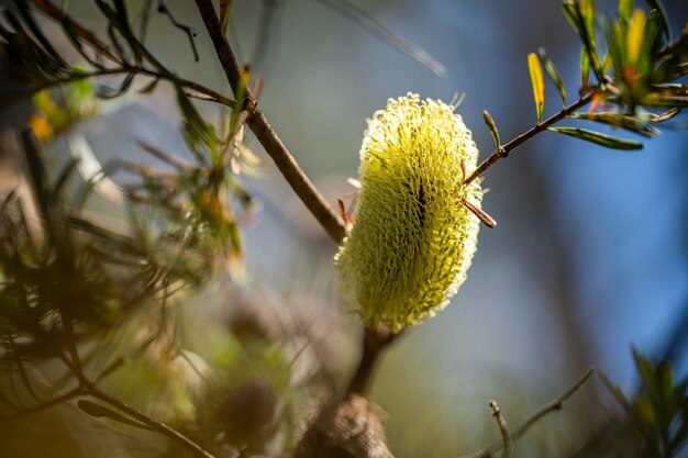 Yellow Banksia flower in tasmania australia