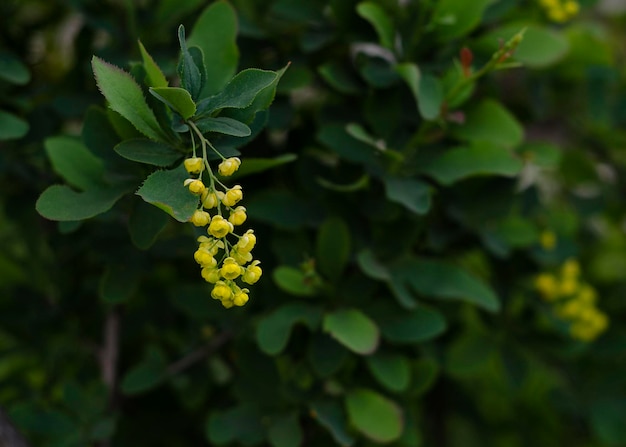 Yellow barberry flowers in the garden
