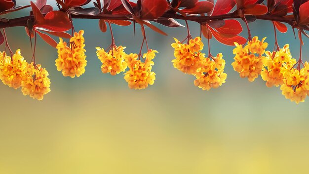 Yellow barberry flowers in the spring garden Free space for text