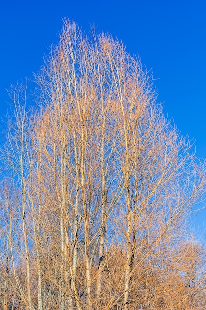 黄色の裸のハンノキの木と青い空