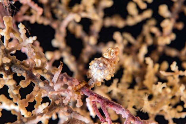 Photo yellow bargibanti pigmy sea horse in tulamben bali