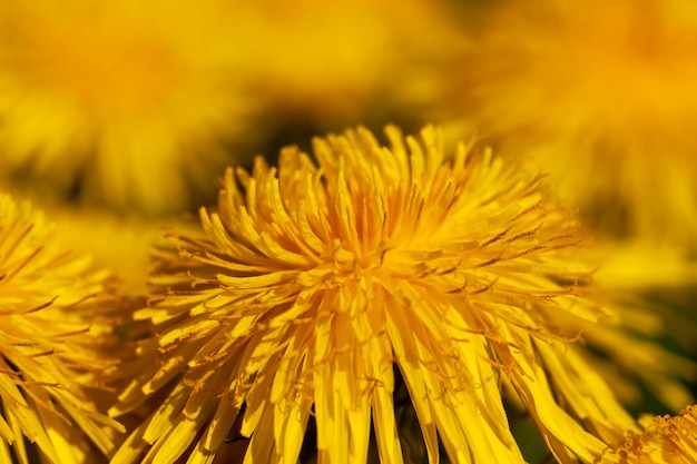 種の黄色い美しいタンポポの花畑の春に美しい黄色い花のタンポポ