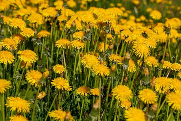 Yellow beautiful dandelion flowers with seeds