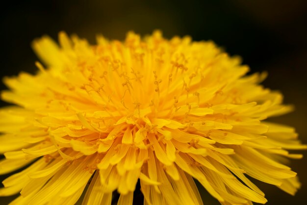 Yellow beautiful dandelion flowers with seeds