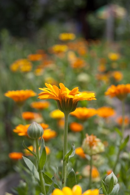 Yellow beautiful flowers grow in the garden