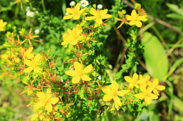 Yellow beautiful flowers of medical StJohn's wort