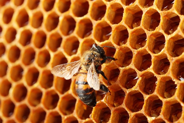 Yellow beautiful honeycomb with honey and bee background