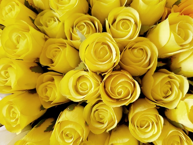 Yellow beautiful roses Background.