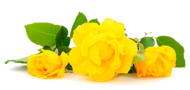 Yellow beautiful roses