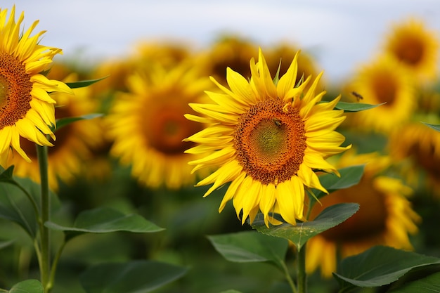 노란색의 아름다운 해바라기 꽃은 여름에 자랍니다. 여름의 아름다운 풍경.