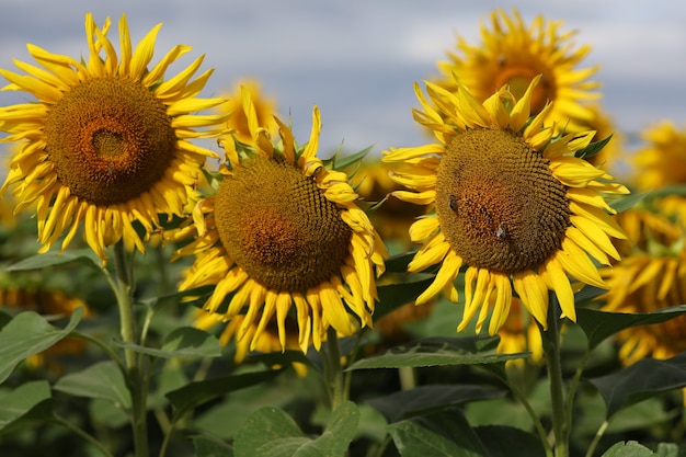 Yellow beautiful sunflower flower grows in summer. Summer beautiful landscape.