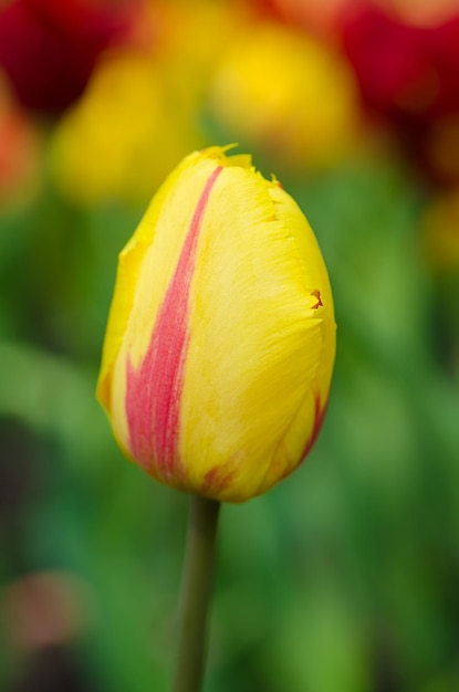 春の花のイースターの背景に黄色の美しいチューリップ