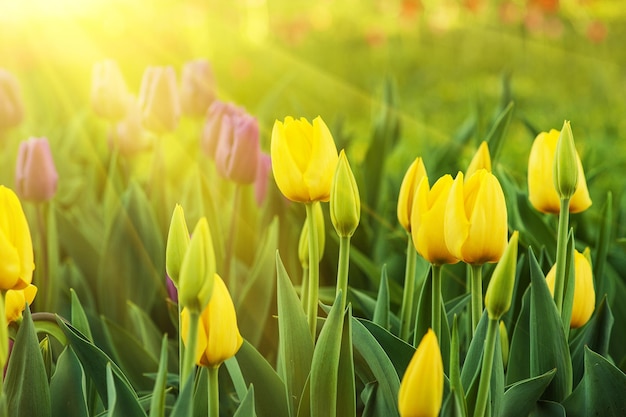 Yellow beautiful tulips field in spring time with sun rays