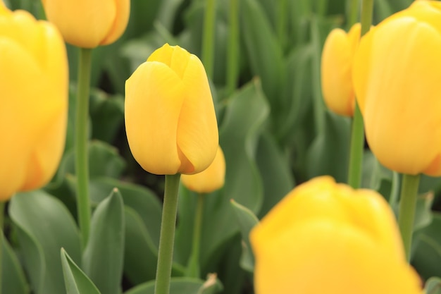 Yellow beautiful tulips spring flowers with selective focus Natural background Tulips close up