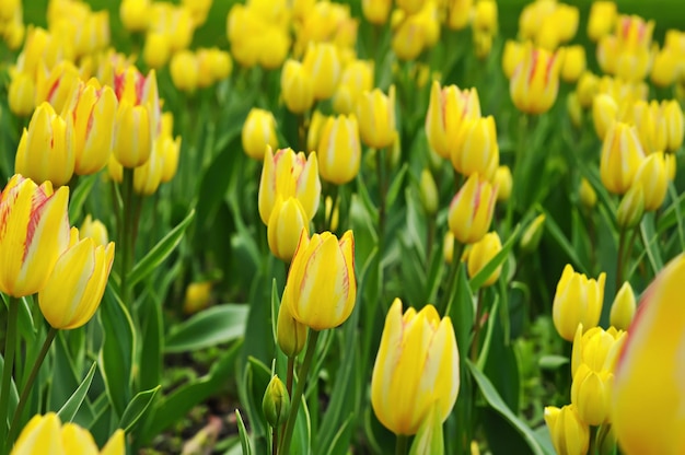 Yellow beautiful tulips