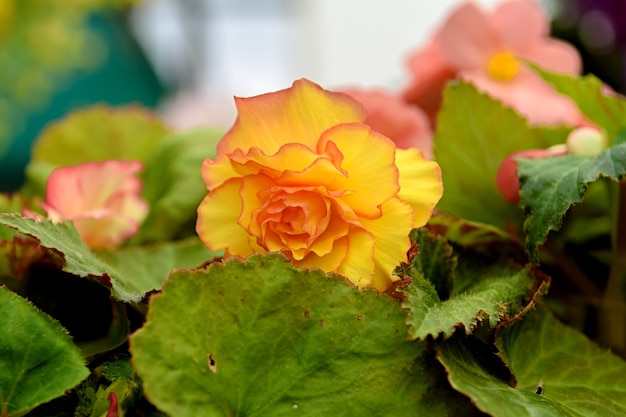 Yellow begonia flowers tuberous begonia in the garden center beautiful plant with natural light