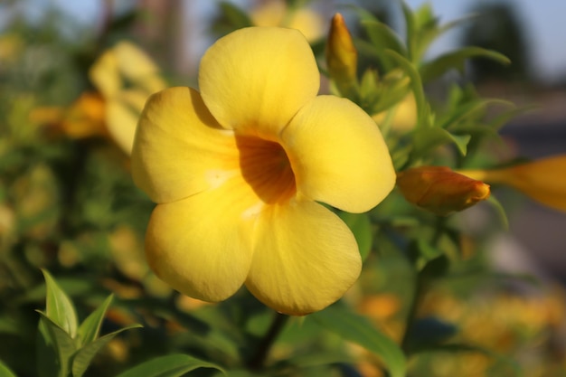 黄色い鐘の花が春に咲く