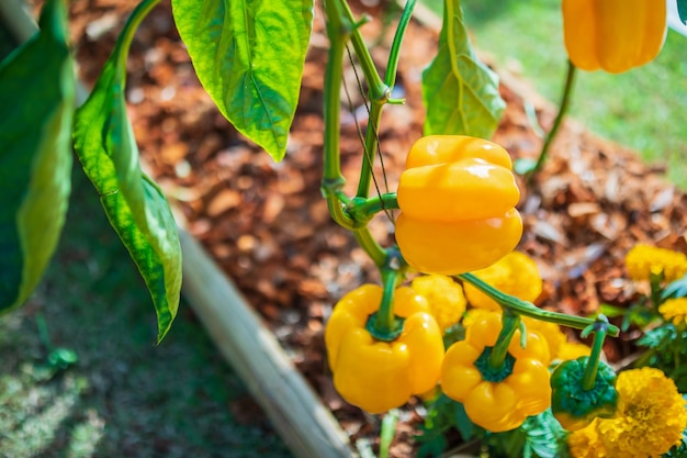 Yellow bell pepper plant growing in organic garden