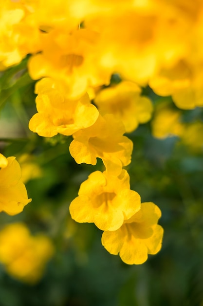 Yellow bell Yellow elder Trumpet Bush tree bouquet leaf