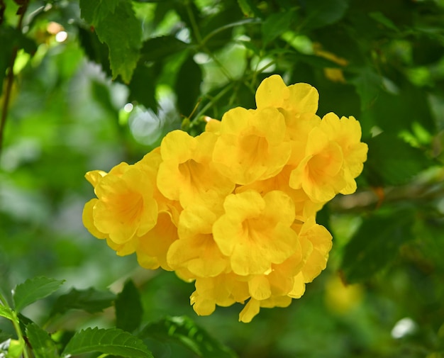 Yellow bell or Yellow elder or Trumpet vine