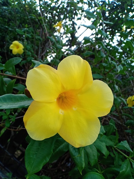 yellow belle flower