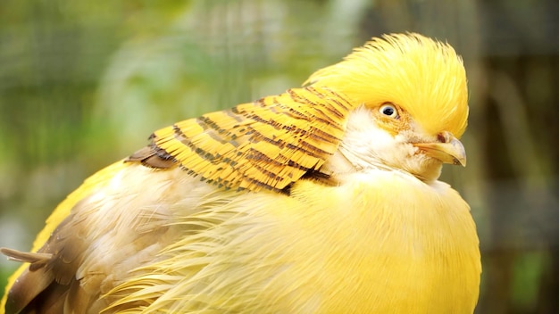 Yellow bellied bird is looking at the camera