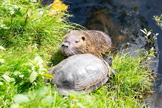 yellow bellied eared turtle nutria river rat sitting riverbank pond reptile rodent animal habitat