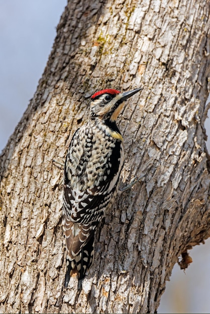 Photo yellow bellied sapsucker on a tree