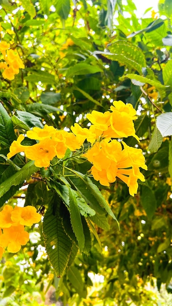 Photo yellow bells flower clear shot of images