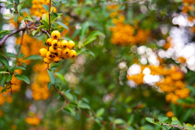 yellow berries of pyracantha on a shrub branch