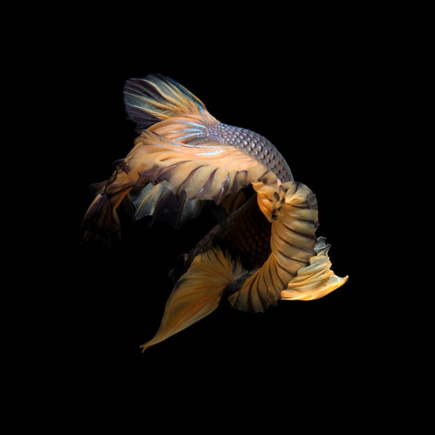 Yellow betta