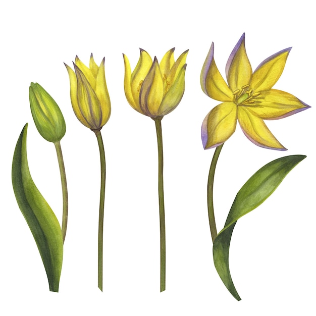 Yellow Bieberstein tulip Lily Early blooming Spring flower Handdrawn watercolor illustration isolated on white background