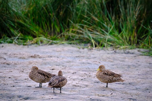 Yellow billed Pintail Anas georgica