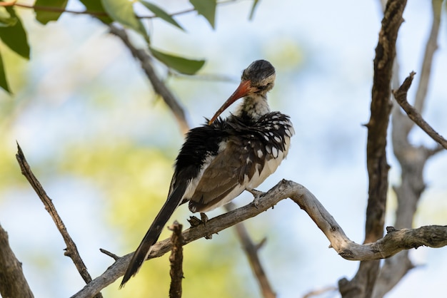 Yellow-billed Toko on the tree