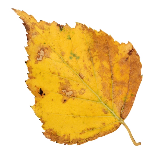 흰 배경에 고립 된 노란 자작 나무 잎
