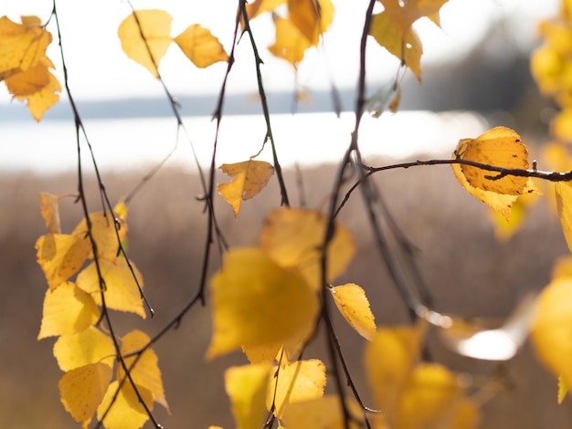 Yellow birch leaves closeup autumn in russia autumn leaves