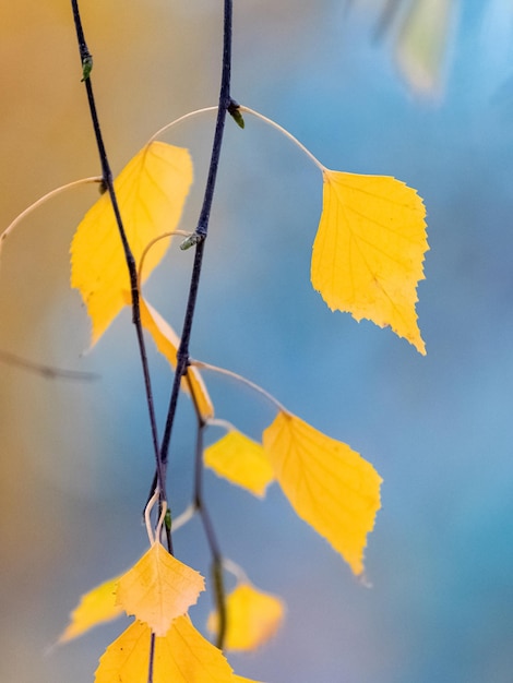 木の上の黄色の白樺の葉がぼやけた背景にクローズアップ紅葉