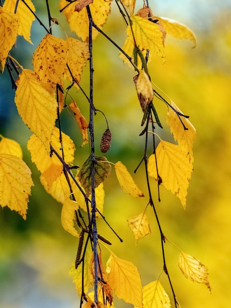 木の上の黄色の白樺の葉がぼやけた背景にクローズアップ紅葉