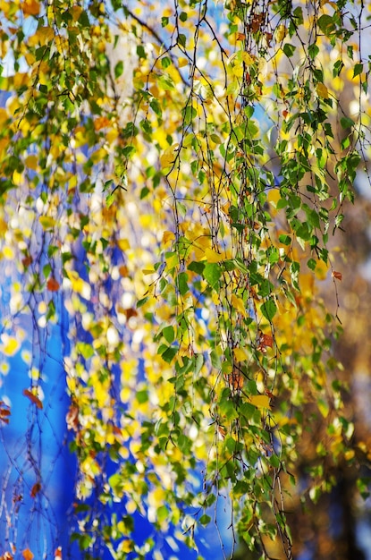 Yellow birch tree foliage in autumnal morning