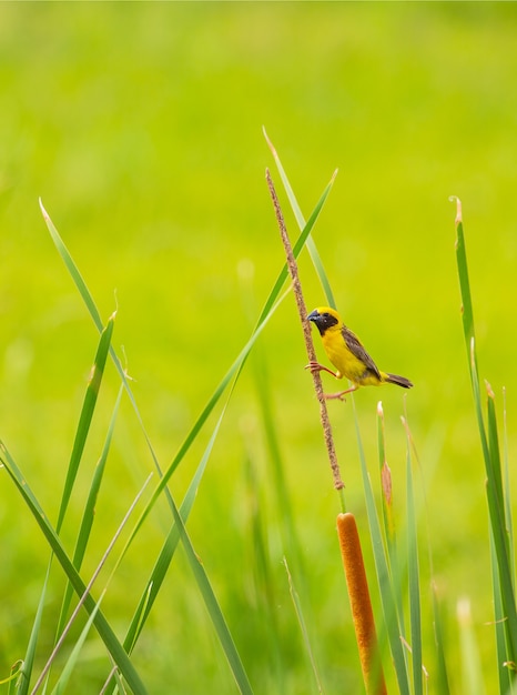 Желтая птица Азиатский золотой ткач в природе фон