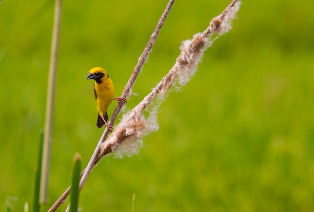 黄色の鳥アジアのゴールデンウィーバー自然の背景