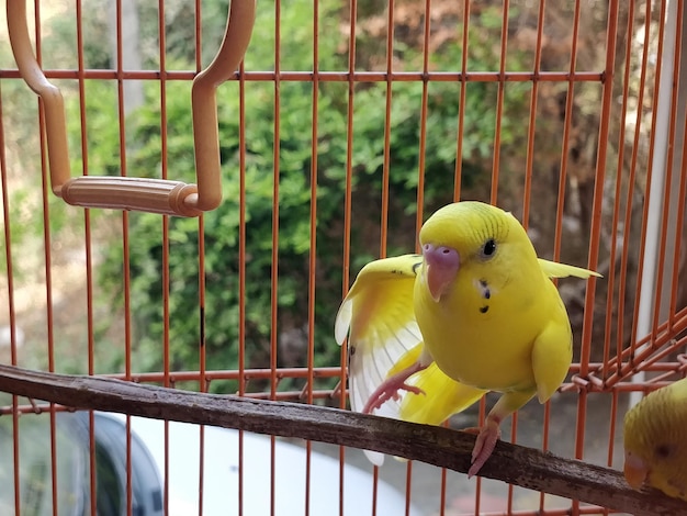 写真 に座っている黄色い鳥